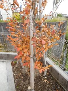 教師ラウンジへようこそ シャラの紅葉