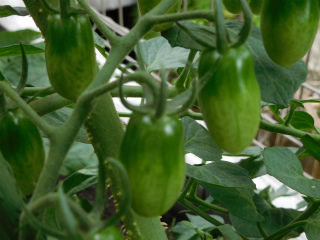 DSCN9557
