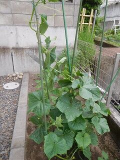 DSCN0955
