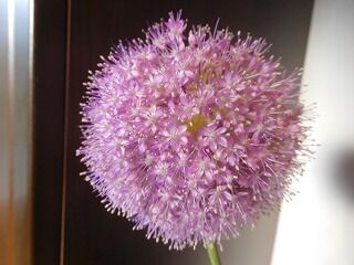 教師ラウンジへようこそ 玄関の花 ギガンジューム