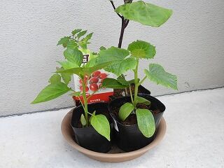 DSCN3907