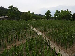DSCN4346