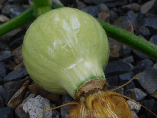 DSCN9555