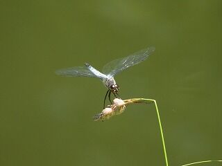 DSCN4494