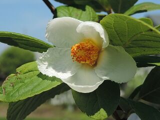 教師ラウンジへようこそ シャラの花が咲く