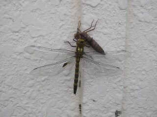 DSCN1554