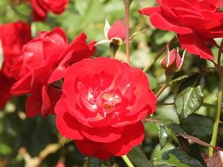 DSCN4437