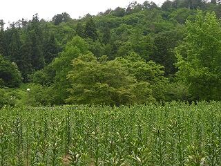 DSCN4345