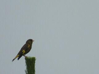 DSCN4610