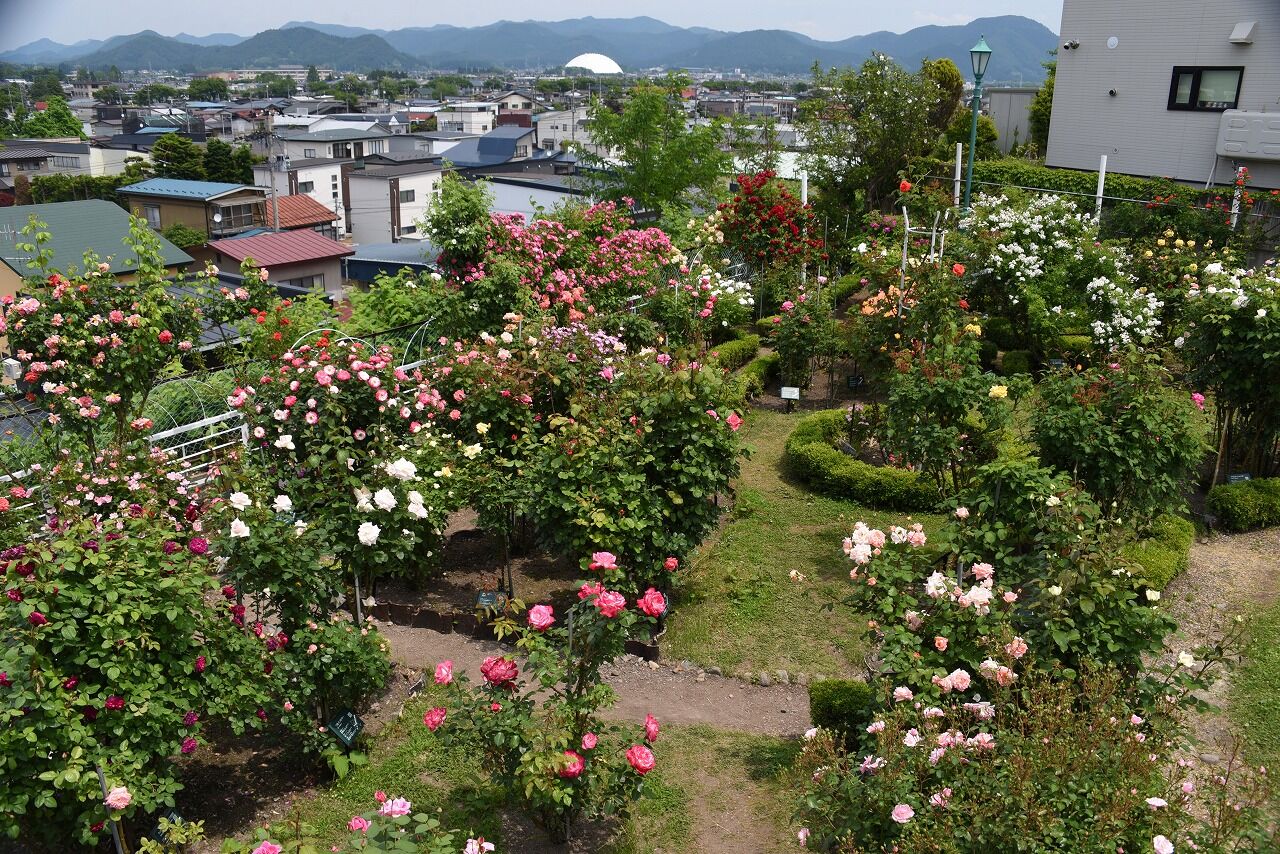 石田ローズガーデンから大館市役所 秋田犬の里 大館駅へ 僕の歩く町３