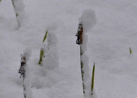 DSC_3441