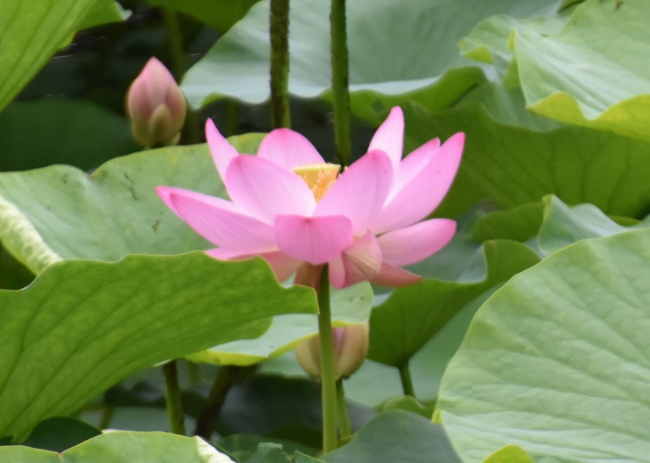 蓮の花が咲き出した千秋公園を歩く 僕の歩く町３