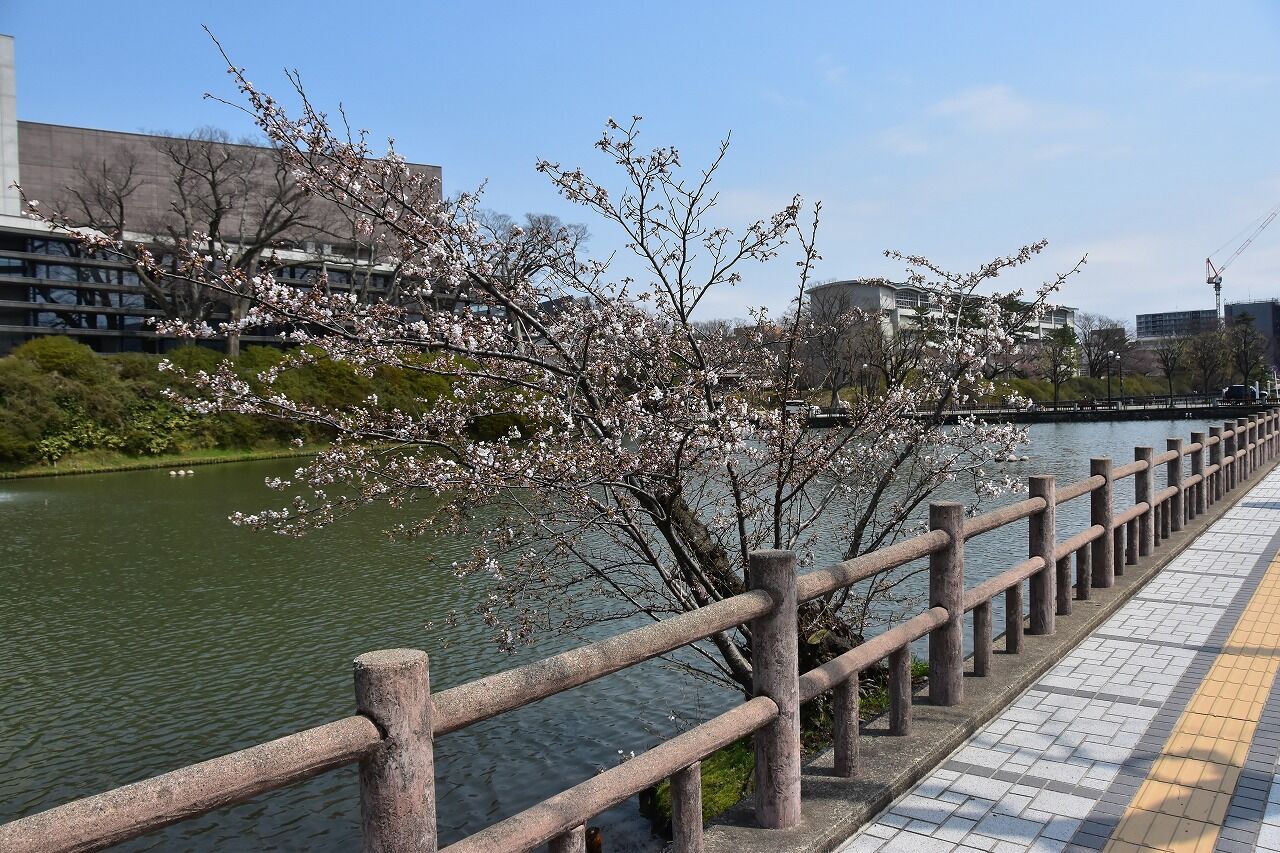 全国どこでも送料無料！ 桜が咲く千秋公園へ・草生津川の桜 僕の歩く町3 : 鉄道模型
