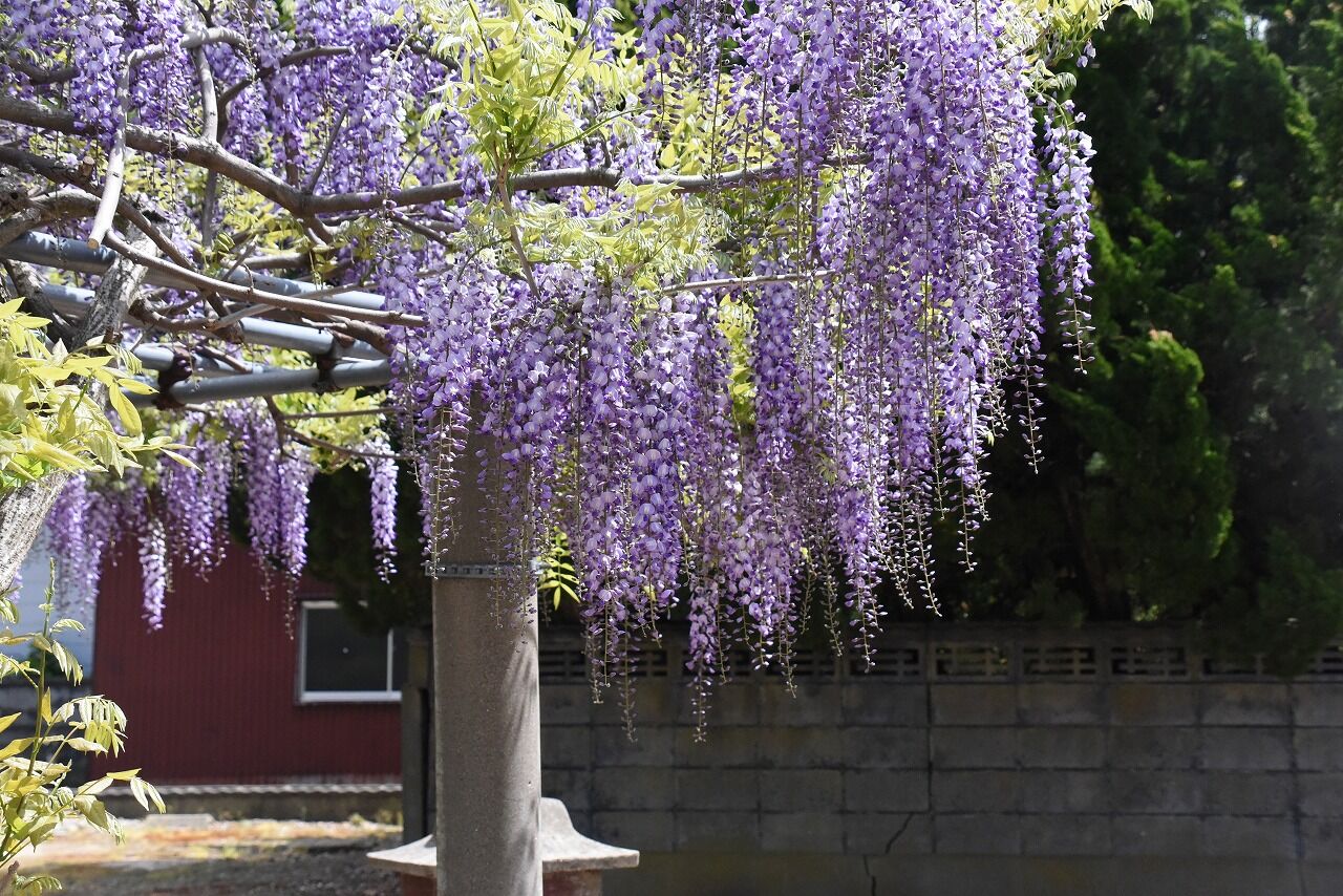 藤茶屋の藤の花 地口絵灯籠祭り 千秋公園の堀ライトアップ 僕の歩く町３