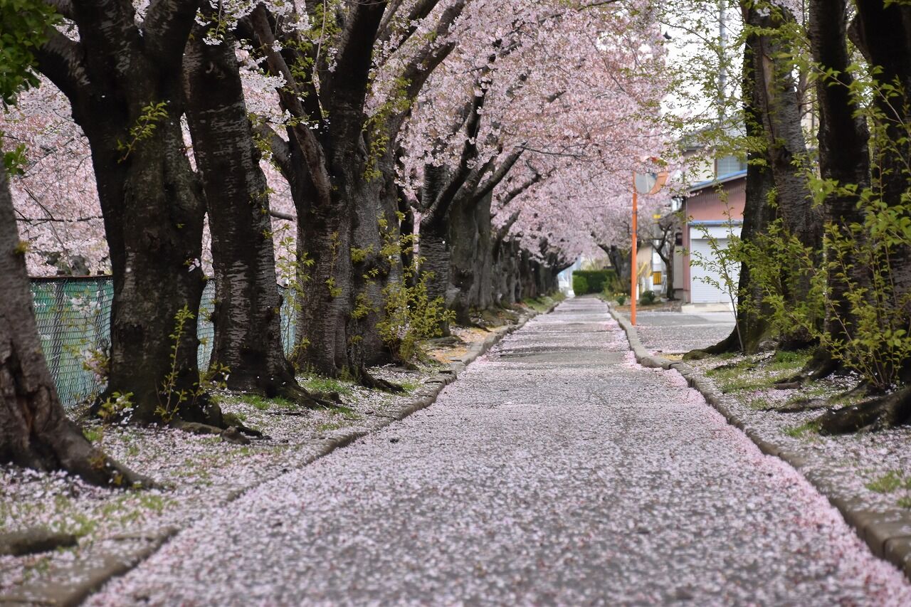桜散る道 桜色の道 : 僕の歩く町3
