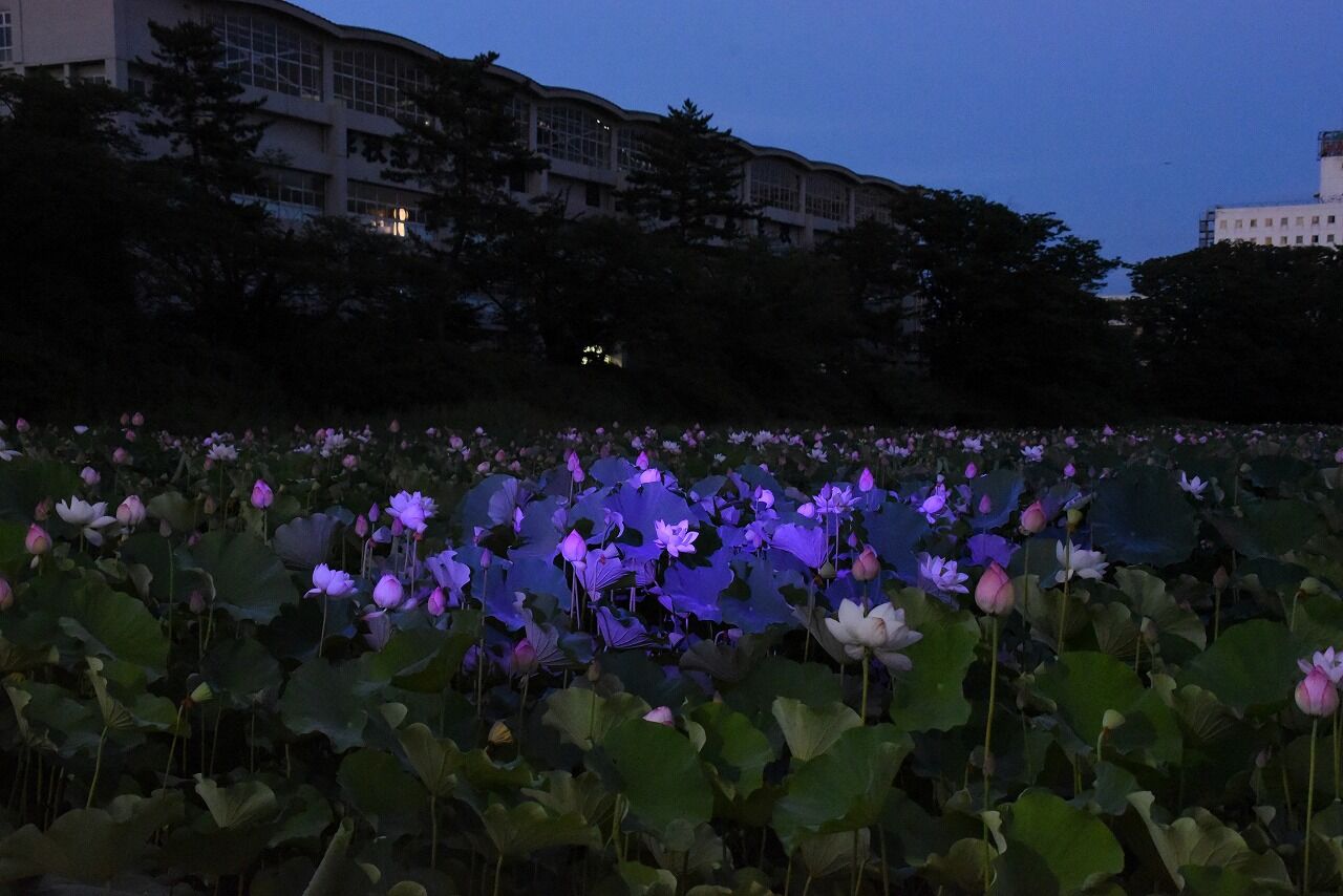 蓮の花ライトアップ お堀から秋田駅前へ 僕の歩く町３