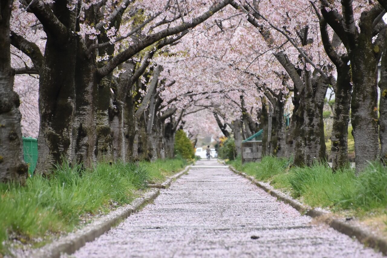 桜散る道 桜色の道 僕の歩く町３