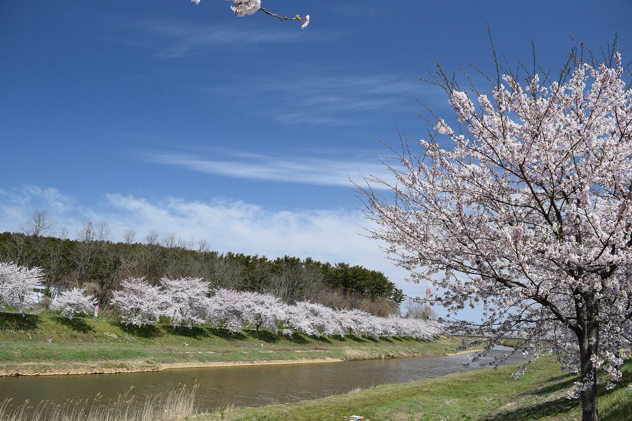 新城川の桜と千秋公園の夜桜へ 僕の歩く町３