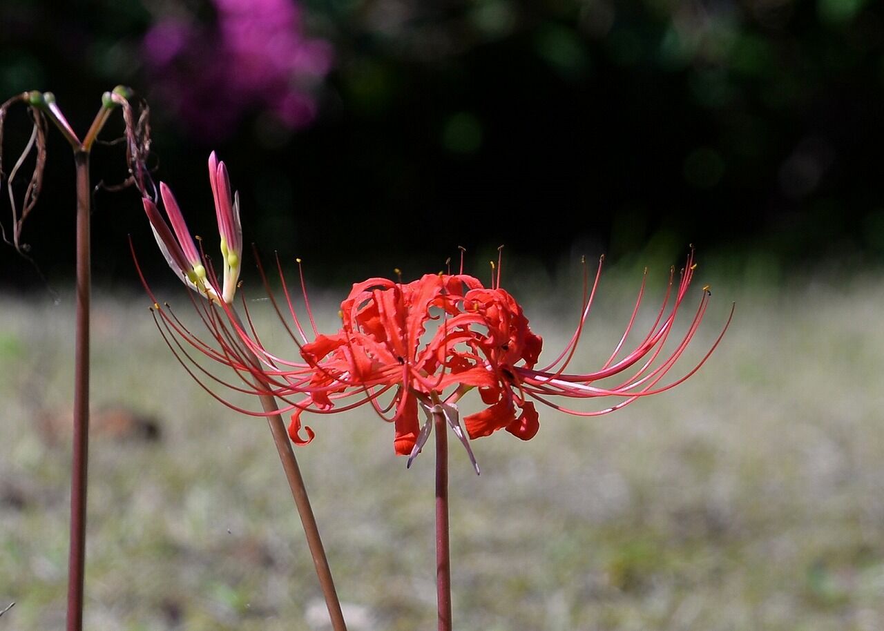 彼岸花が咲く秋の天王グリーンランドへ 僕の歩く町3 彼岸花が咲く秋の天王グリーンランドへ 僕の歩く町3