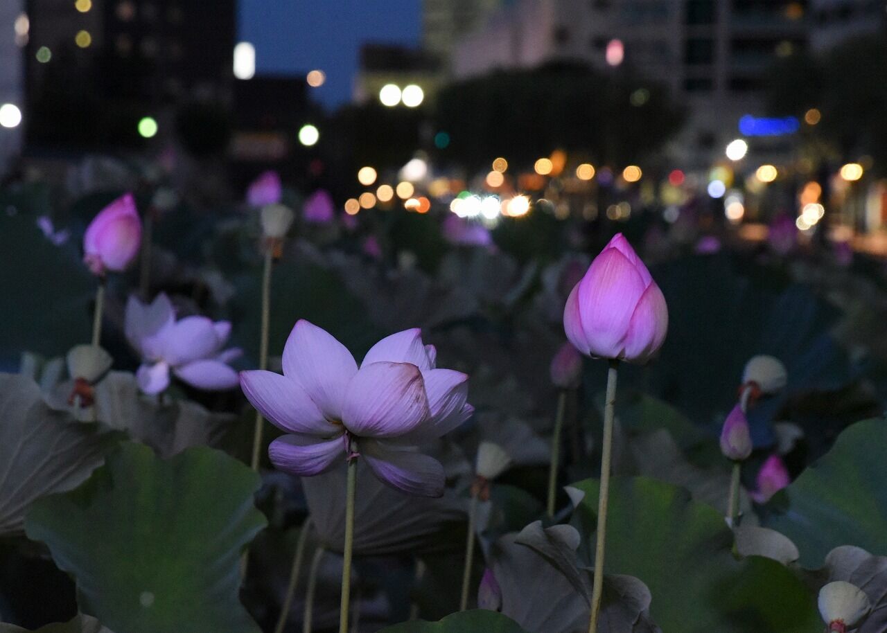 蓮の花ライトアップ お堀から秋田駅前へ 僕の歩く町３