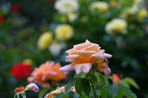 DSC_6778
