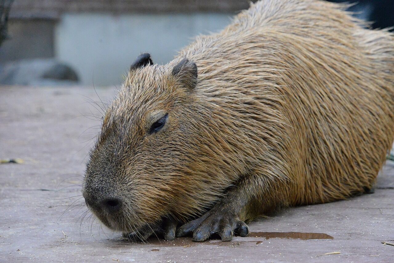 大森山動物園へ 僕の歩く町3 大森山動物園へ 僕の歩く町3