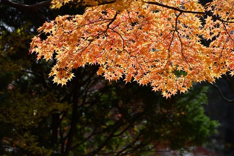 DSC_1176