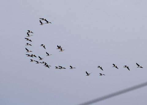 DSC_0064