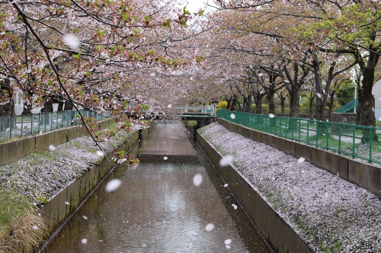 外旭川、桜散る道/桜橋から城東十字路へ : 僕の歩く町3