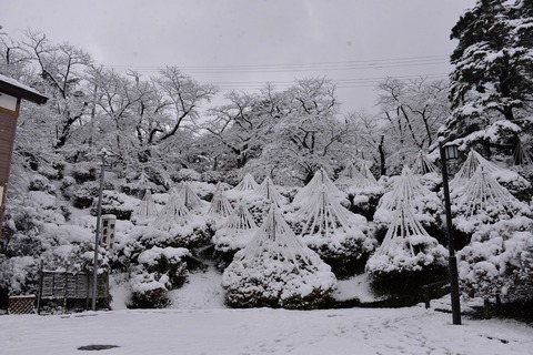 DSC_3551