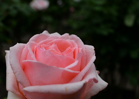 DSC_6936