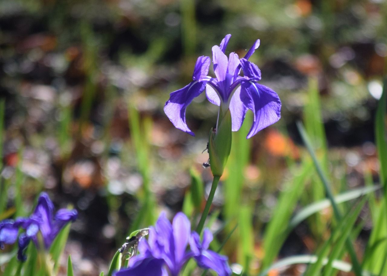 明田から東通 明田富士へ 千秋公園カキツバタと紅葉 僕の歩く町３
