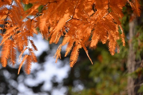 DSC_1220