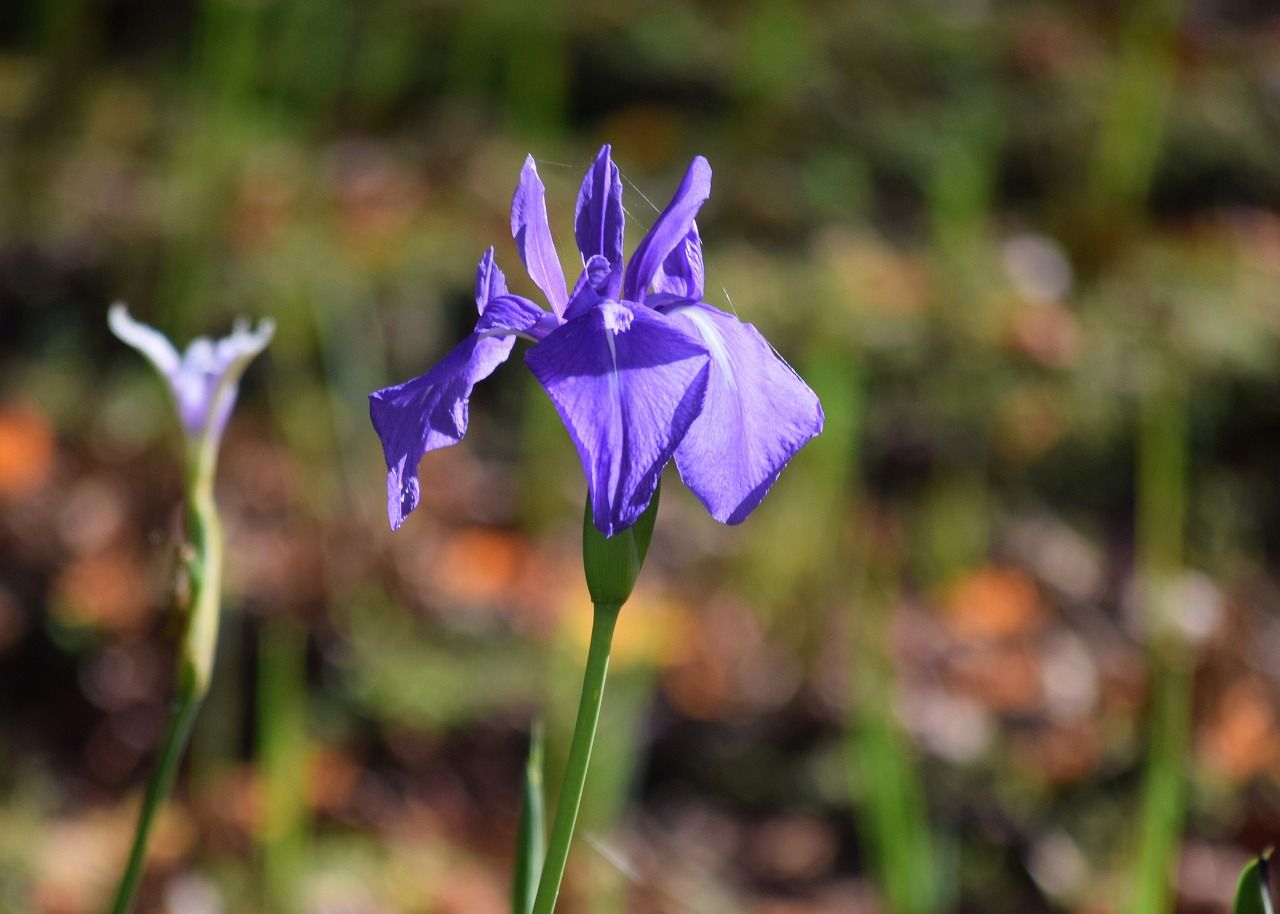 明田から東通 明田富士へ 千秋公園カキツバタと紅葉 僕の歩く町３