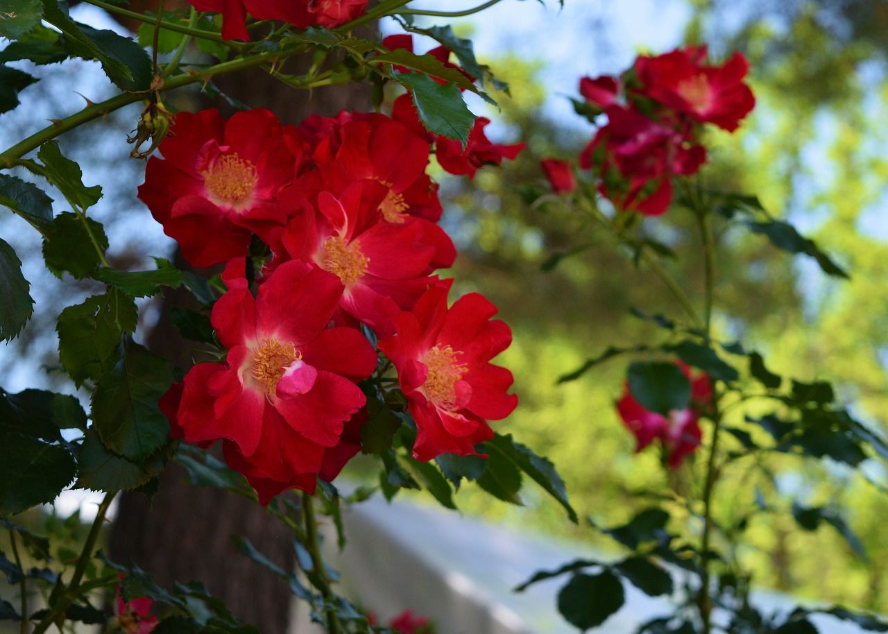 大館街歩きと石田ローズガーデン 僕の歩く町３