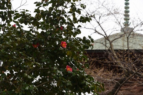 DSC_5232