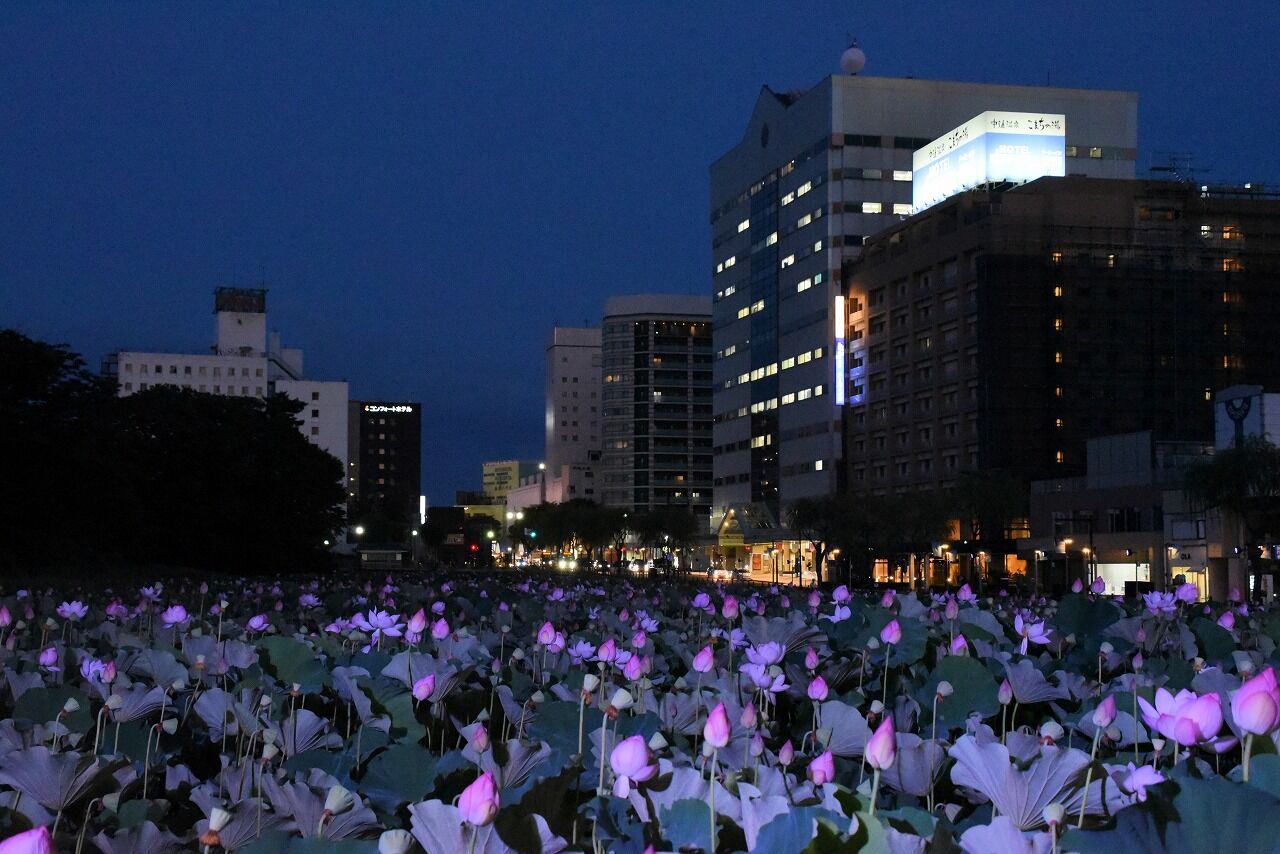 蓮の花ライトアップ お堀から秋田駅前へ 僕の歩く町３
