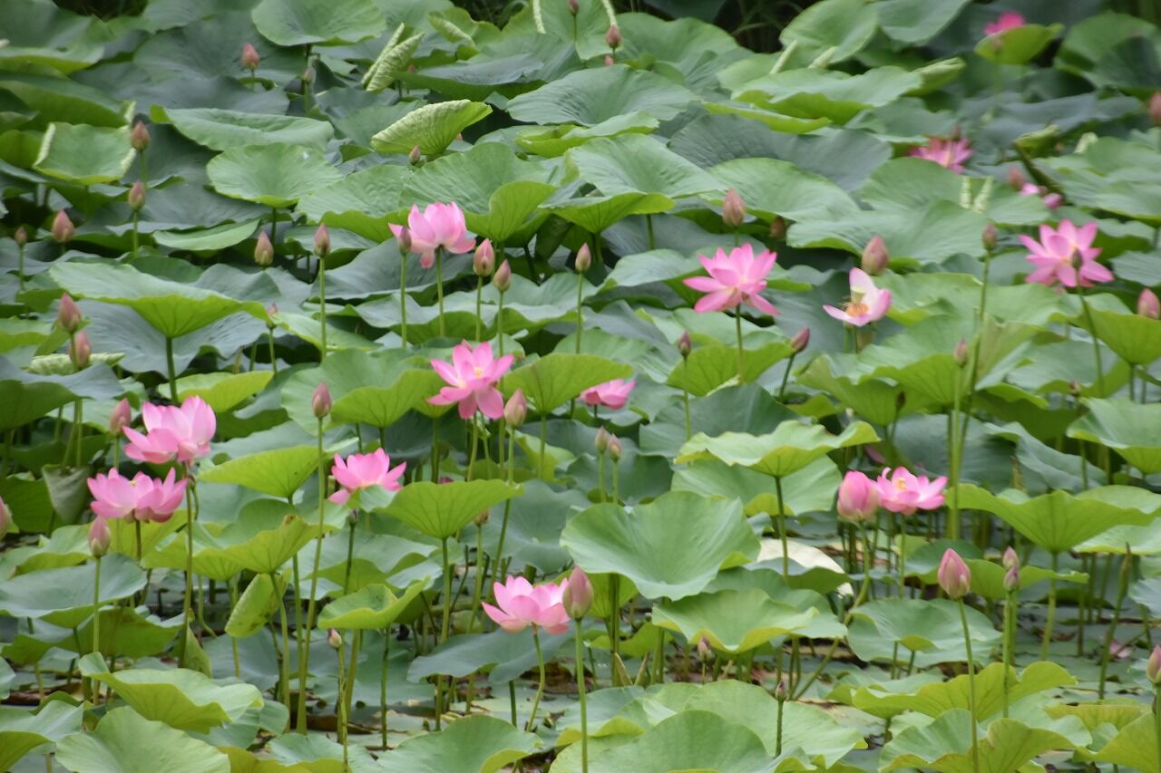 蓮の花が咲き出した千秋公園を歩く 僕の歩く町３