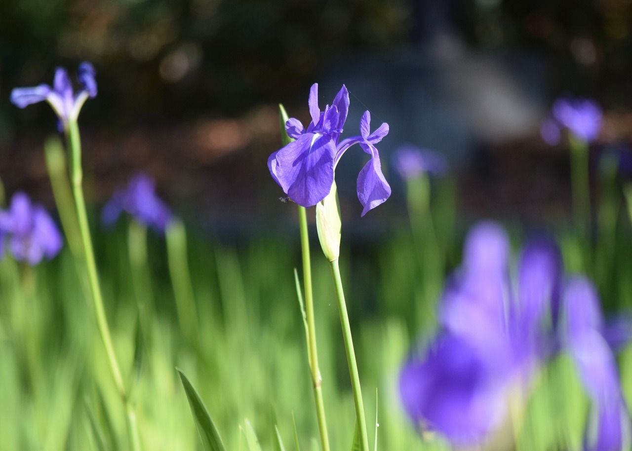 明田から東通 明田富士へ 千秋公園カキツバタと紅葉 僕の歩く町３