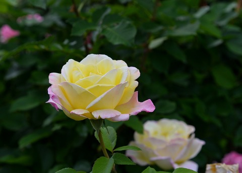 DSC_6811