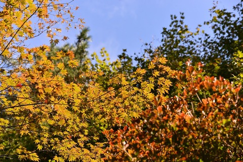 DSC_4702