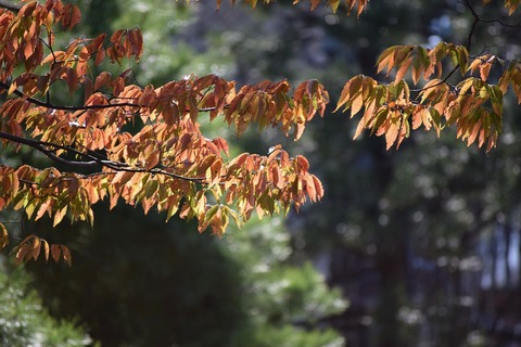 DSC_0146
