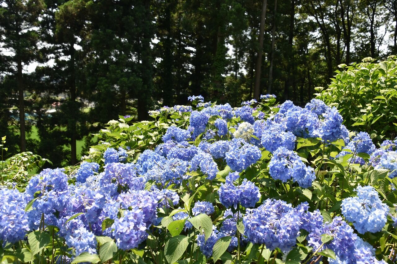 添川のあじさい寺 乗福寺へ 僕の歩く町３