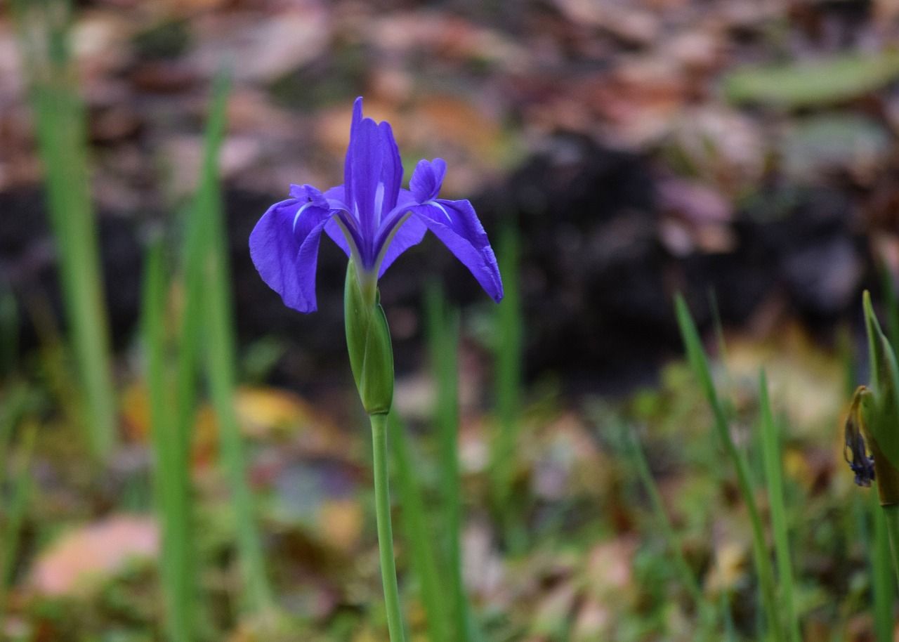 モミジが見ごろの千秋公園と日吉八幡神社三重塔 僕の歩く町３