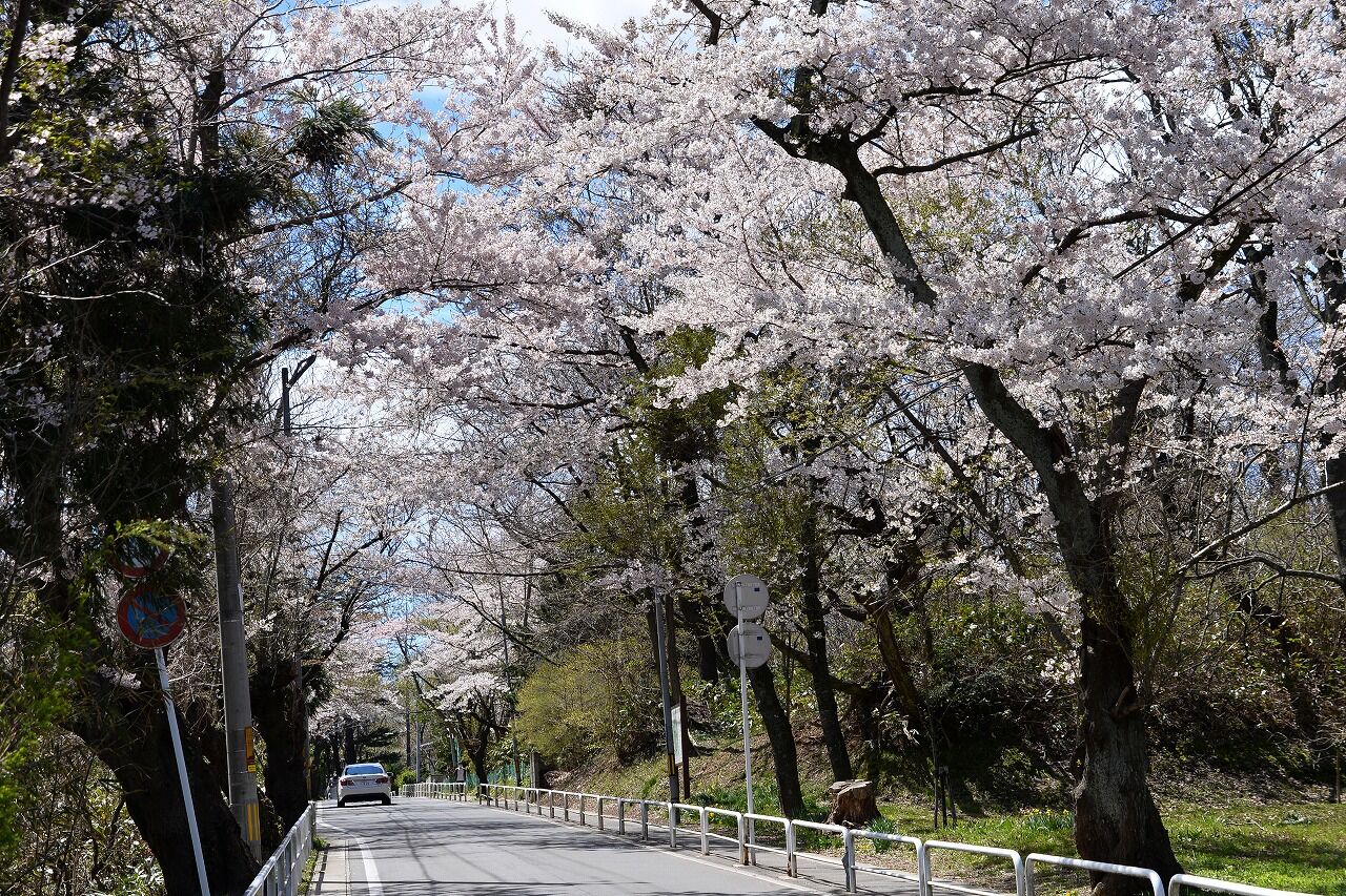 桜咲く高清水公園から前谷地公園 外旭川の桜並木へ 僕の歩く町３