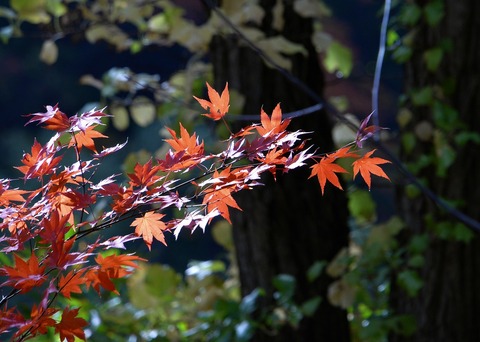 DSC_5880