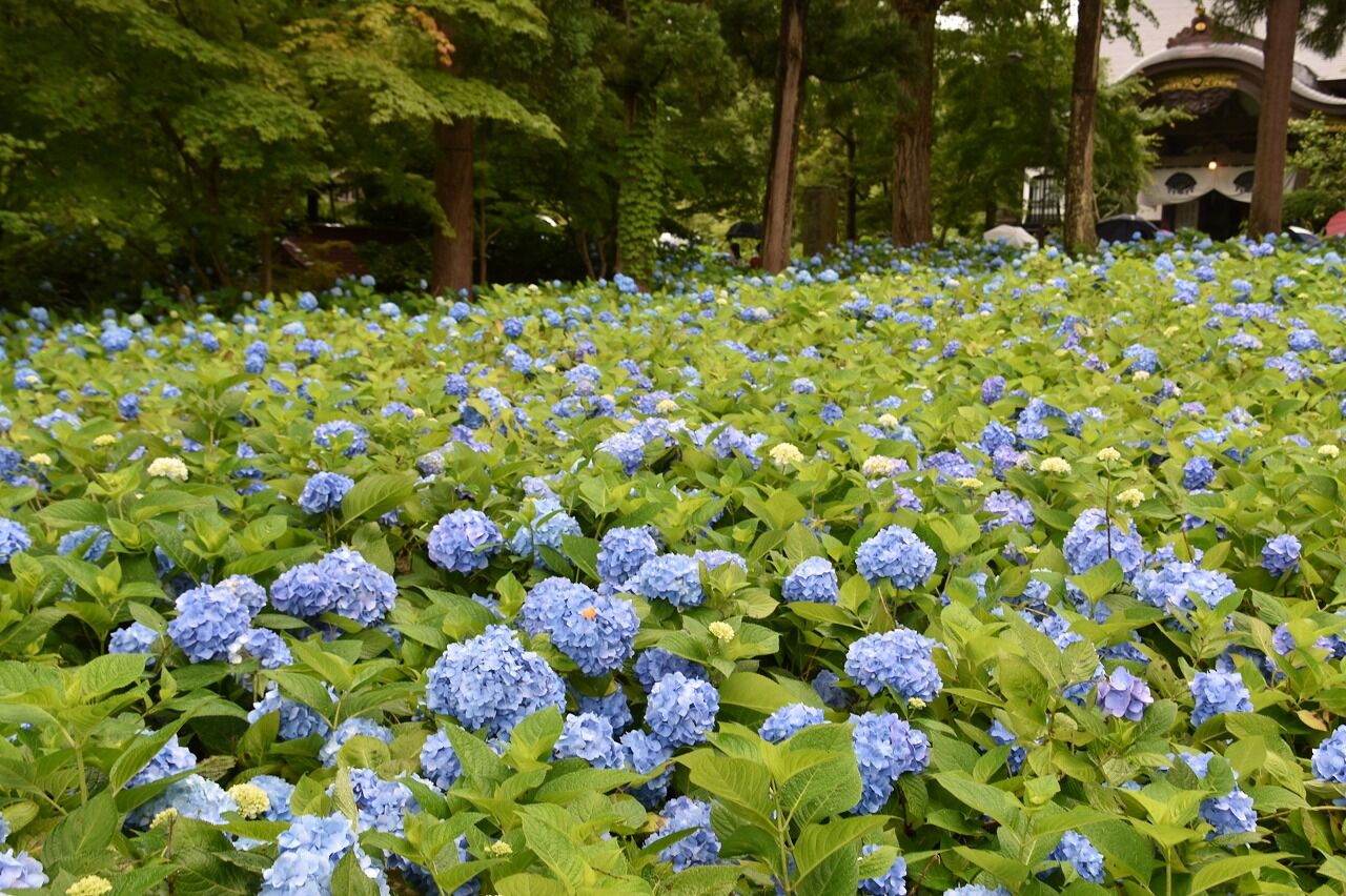 青のあじさい寺 男鹿市の雲昌寺へ 僕の歩く町３