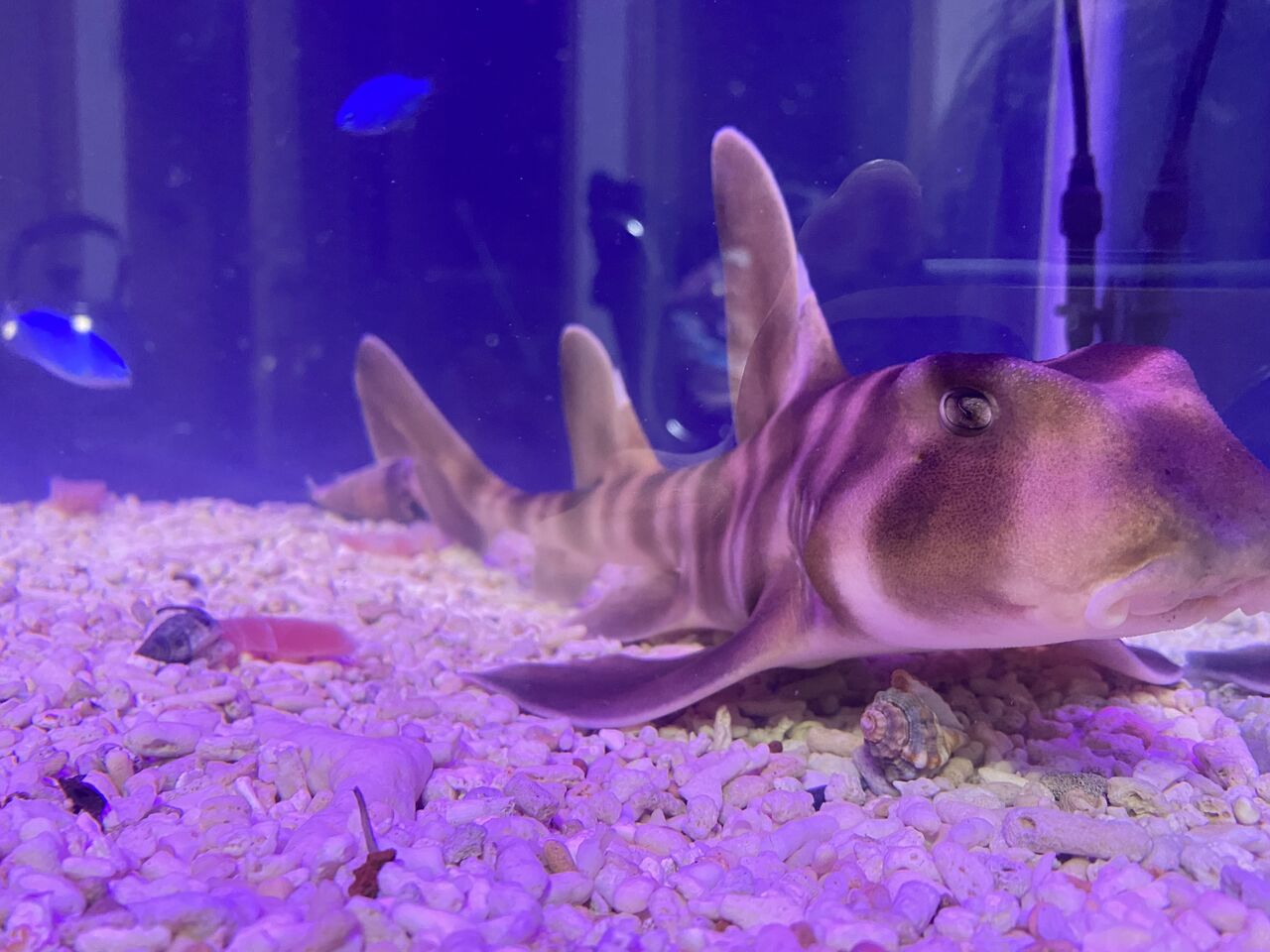 アクア ネコザメ水槽餌やり 水槽のお家blog アクア ネコザメ水槽餌やり 水槽のお家blog