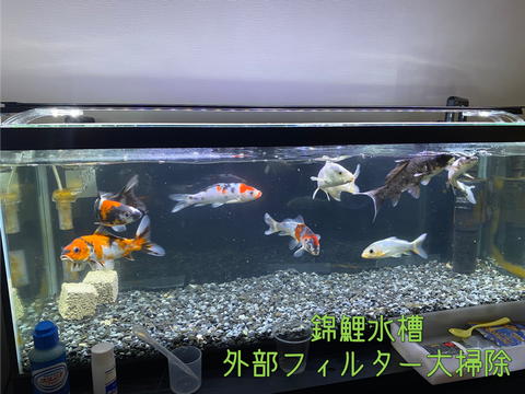 ☆アクア☆ 錦鯉水槽、フィルター大掃除！ : 水槽のお家blog