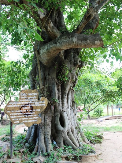 マジックツリー